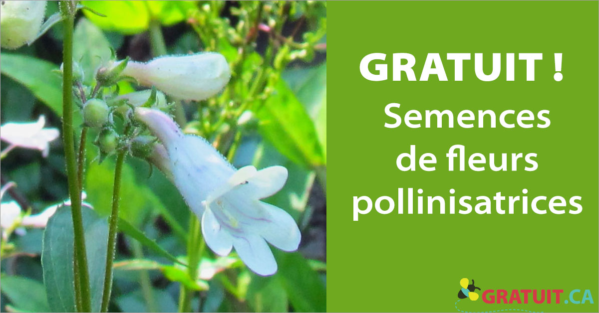 Des graines gratuites pour faire pousser des fleurs et sauver les