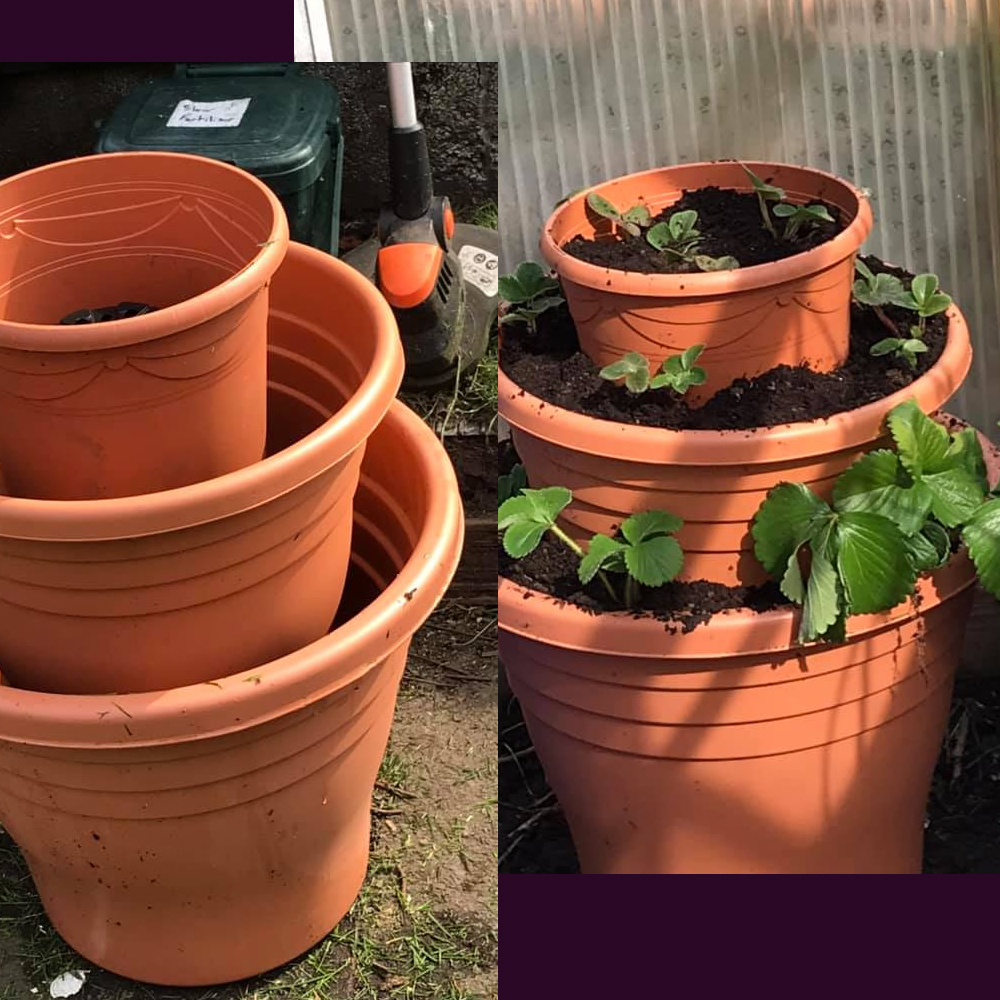 fraises en pot sur terrasse