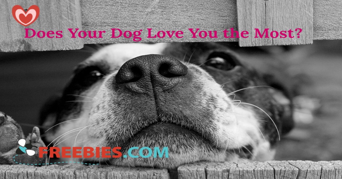 POLL: Does Your Dog Love You the Most?