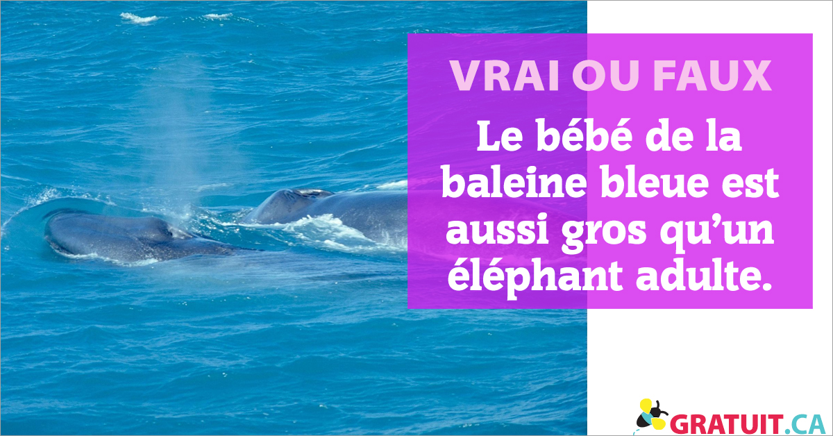 Vrai Ou Faux Le Bebe De La Baleine Bleue Est Aussi Gros Qu Un Elephant Adulte