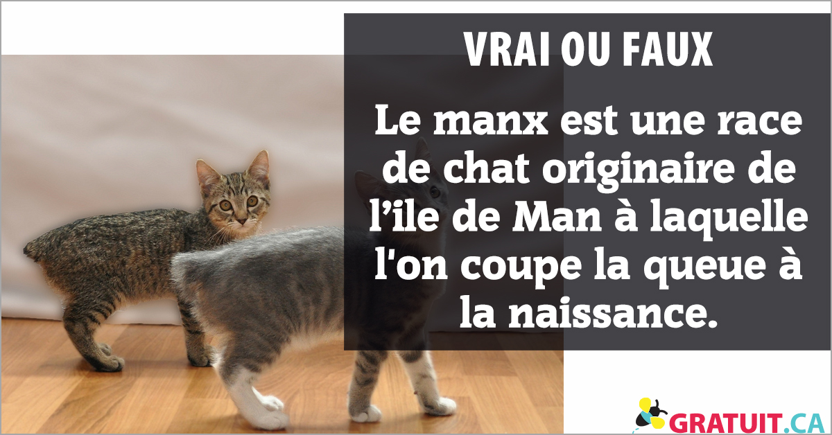 Vrai Ou Faux Le Manx Est Une Race De Chat Originaire De L Ile De Man A Laquelle L 039 On Coupe La Queue A La Naissance