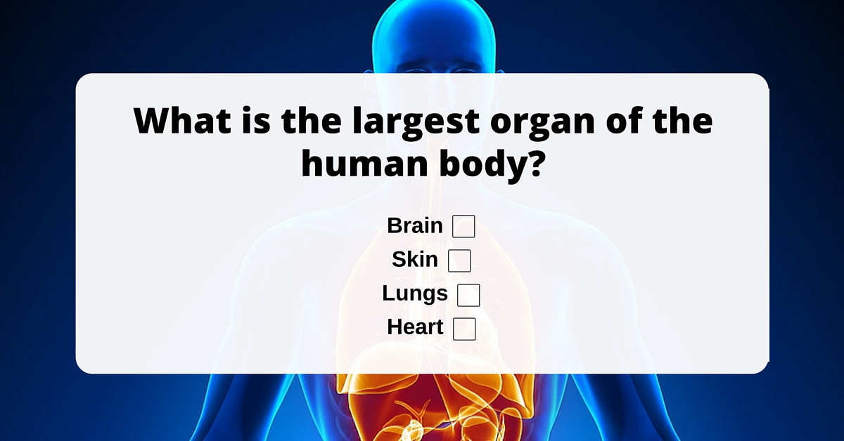 Your skin is the largest organ making up the human body  The Fact Base