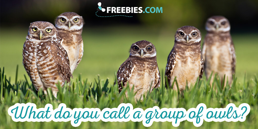 what-do-you-call-a-group-of-owls