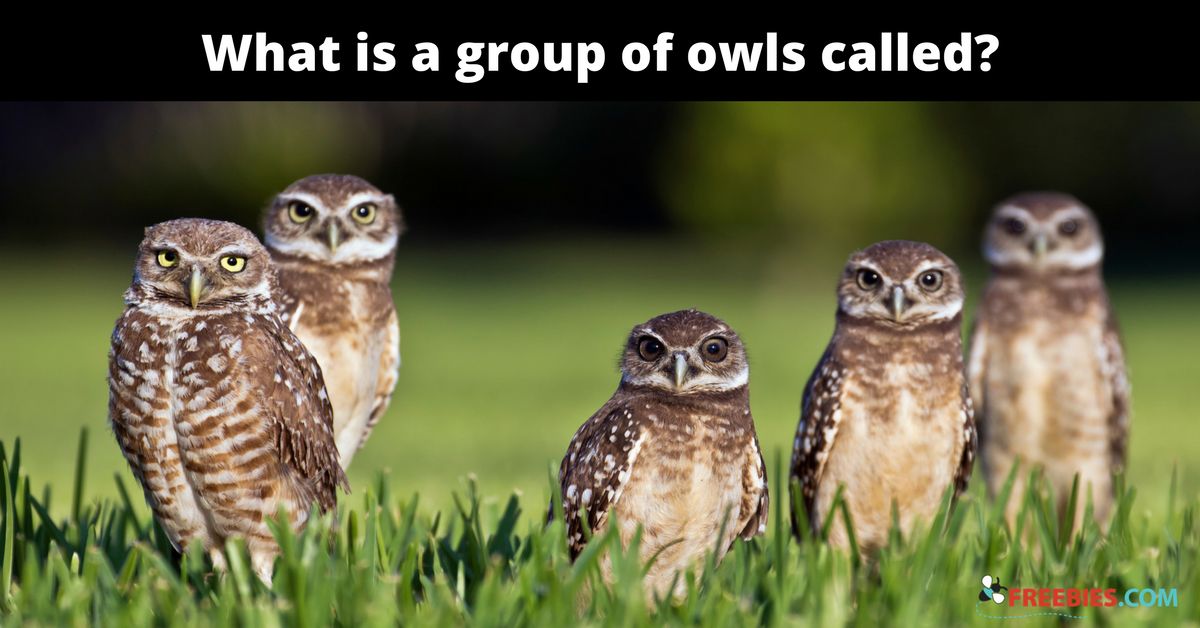 what-is-a-group-of-owls-called