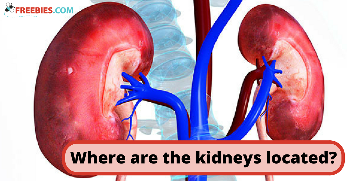 Human Body Kidney Position