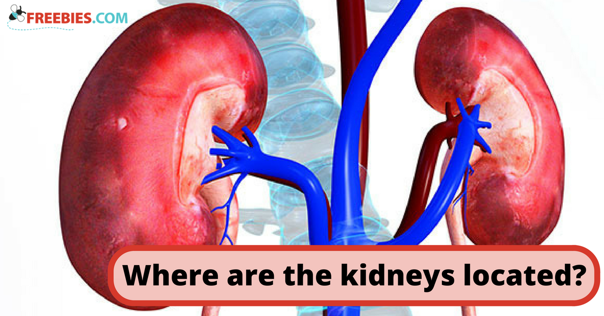 Are The Kidneys Located Inside Of The Rib Cage Kidneys Are Vital How