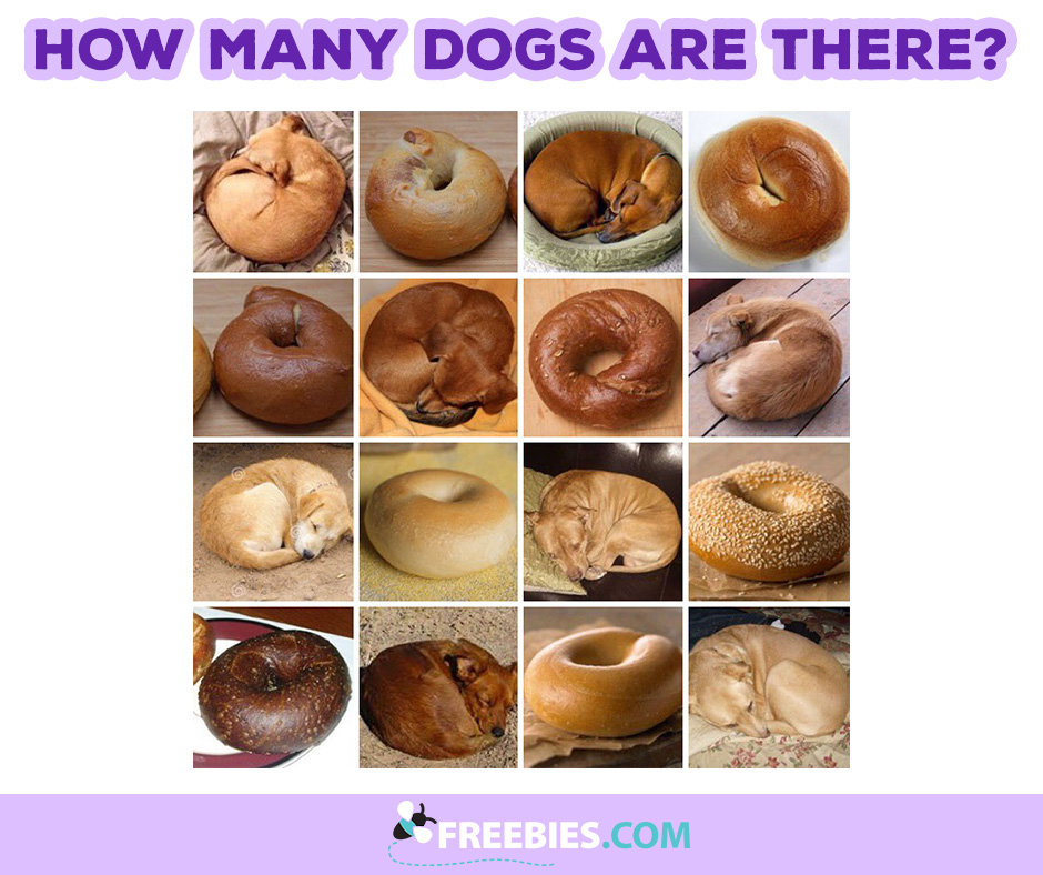 Dog or Bagel?