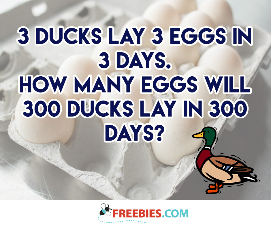 how-many-eggs-will-the-ducks-lay