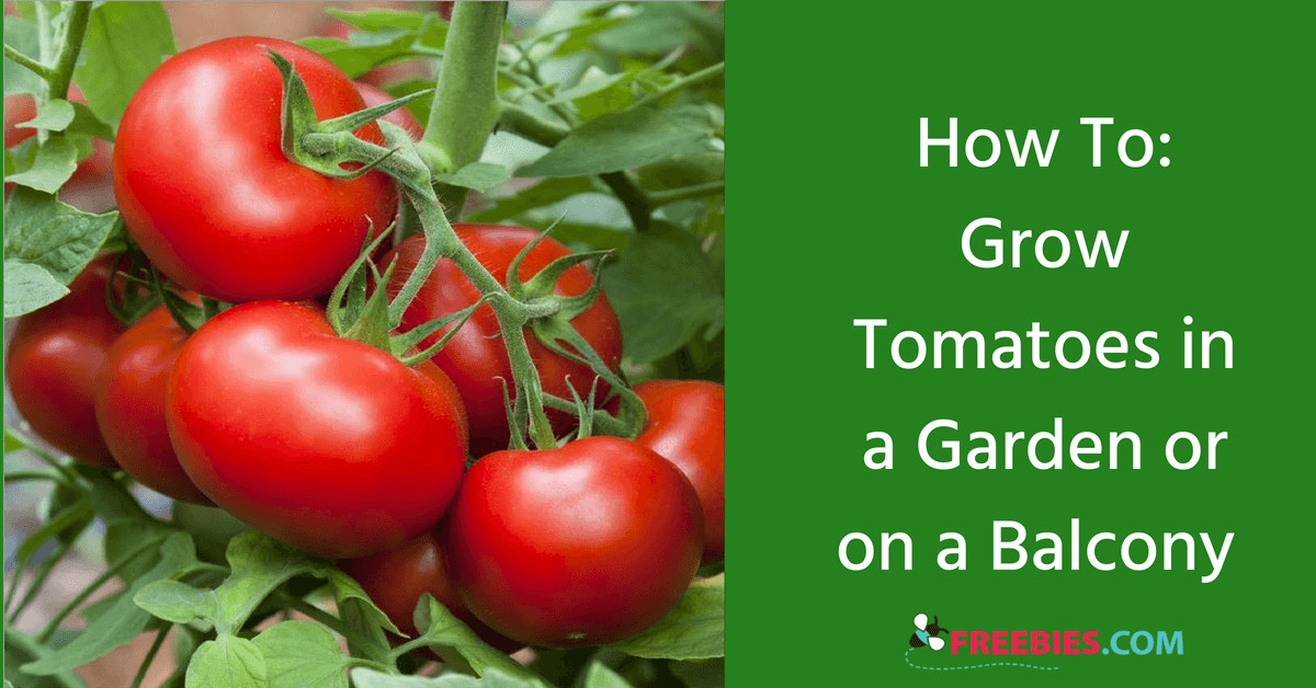 https://storage.googleapis.com/freebies-com/resources/shareables/217/compressed__our-easy-guide-to-growing-tomatoes.jpeg