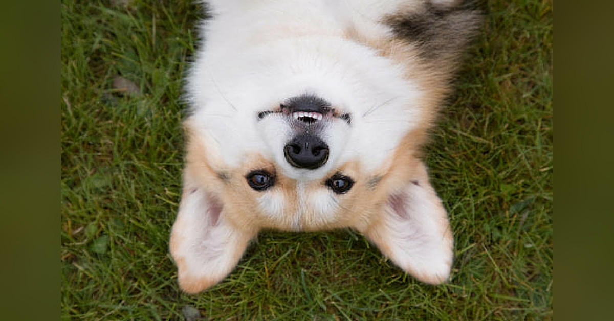 https://storage.googleapis.com/freebies-com/resources/shareables/76/compressed__corgi-shareable.jpeg