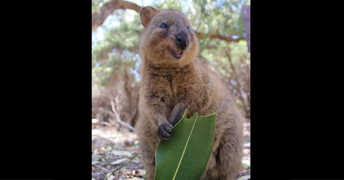 https://storage.googleapis.com/freebies-com/resources/shareables/90/compressed__quokka-share.jpeg