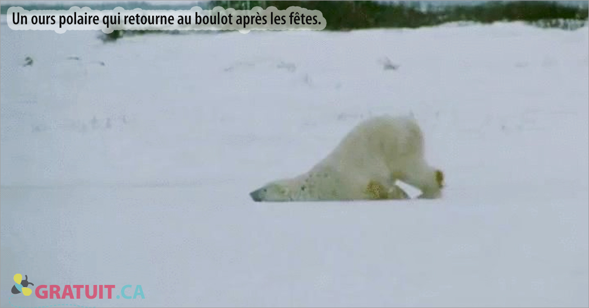 https://storage.googleapis.com/freebies-com/resources/videos/1705/la-preuve-que-les-ours-polaires-n-aiment-pas-les-lundis-.jpg