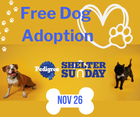 Free Dog Adoption on November 26th