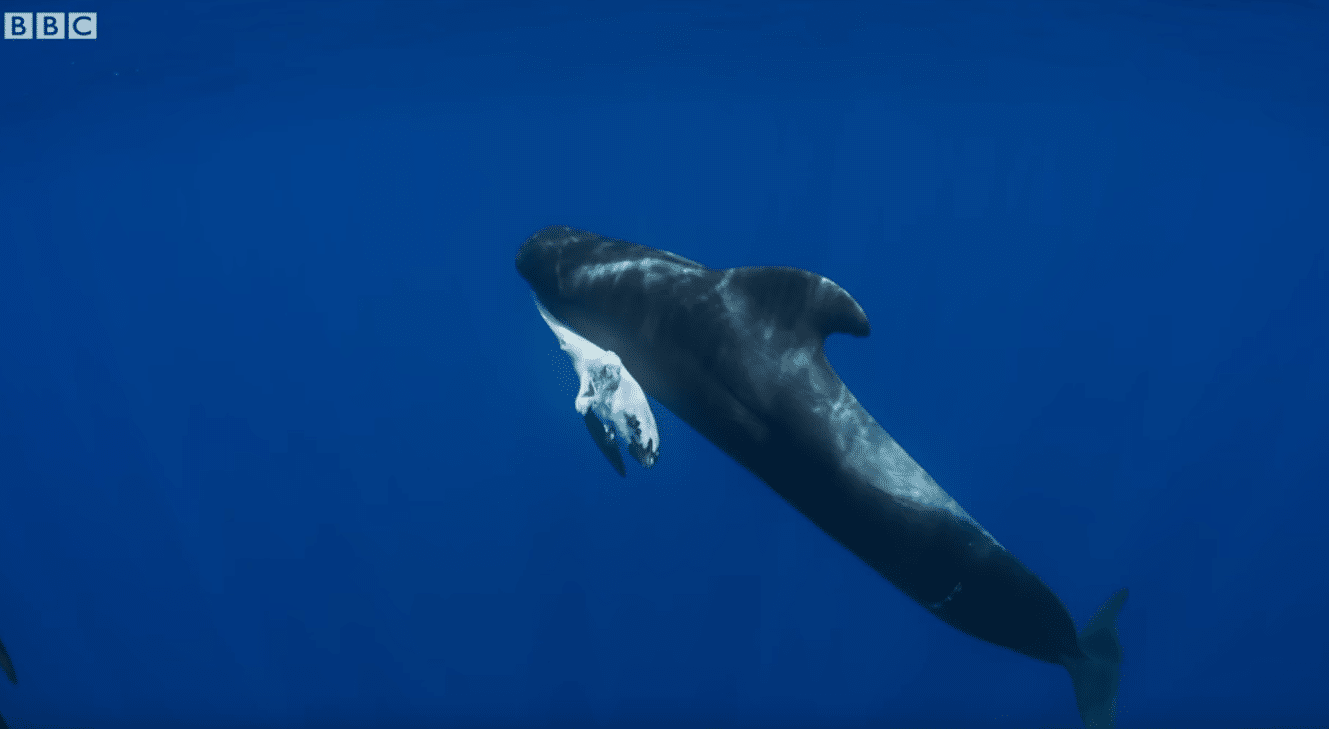 Blue Planet II Shows Footage Of Pilot Whale Mother Refusing To Leave Side Of Dead Calf - Freediving in United Arab Emirates. Courses, Certificates and Equipment