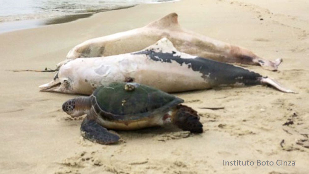 Dolphins Rabies Scores of Dolphin Deaths Have Scientists Baffled - Freediving in United ...