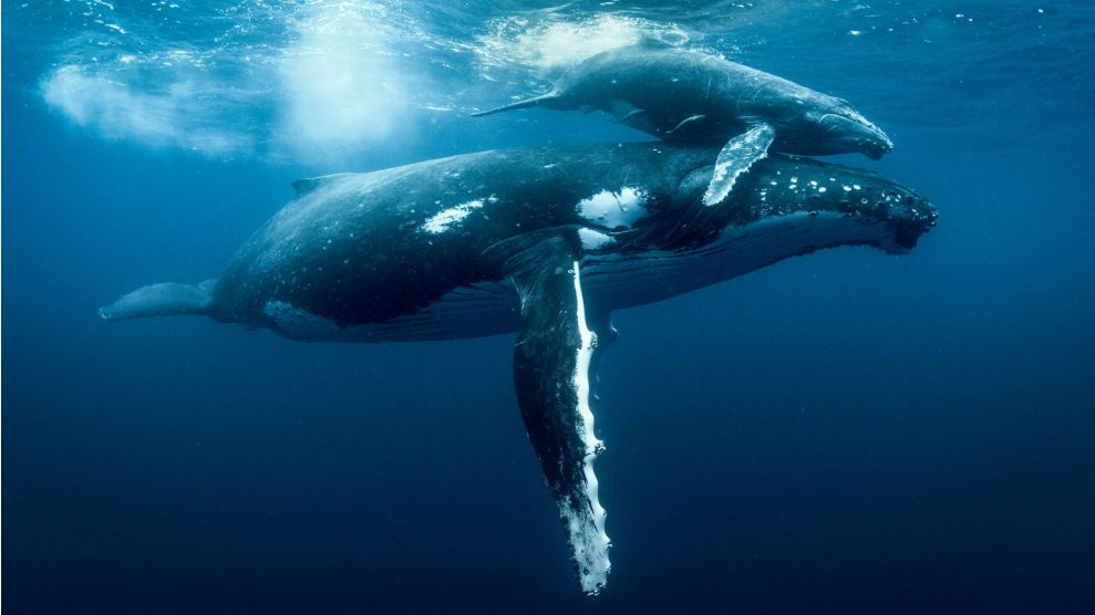 The Trump Administration Just Agreed to Help Humpback Whales—Which It’s Legally Required to Do - Freediving in United Arab Emirates. Courses, Certificates and Equipment