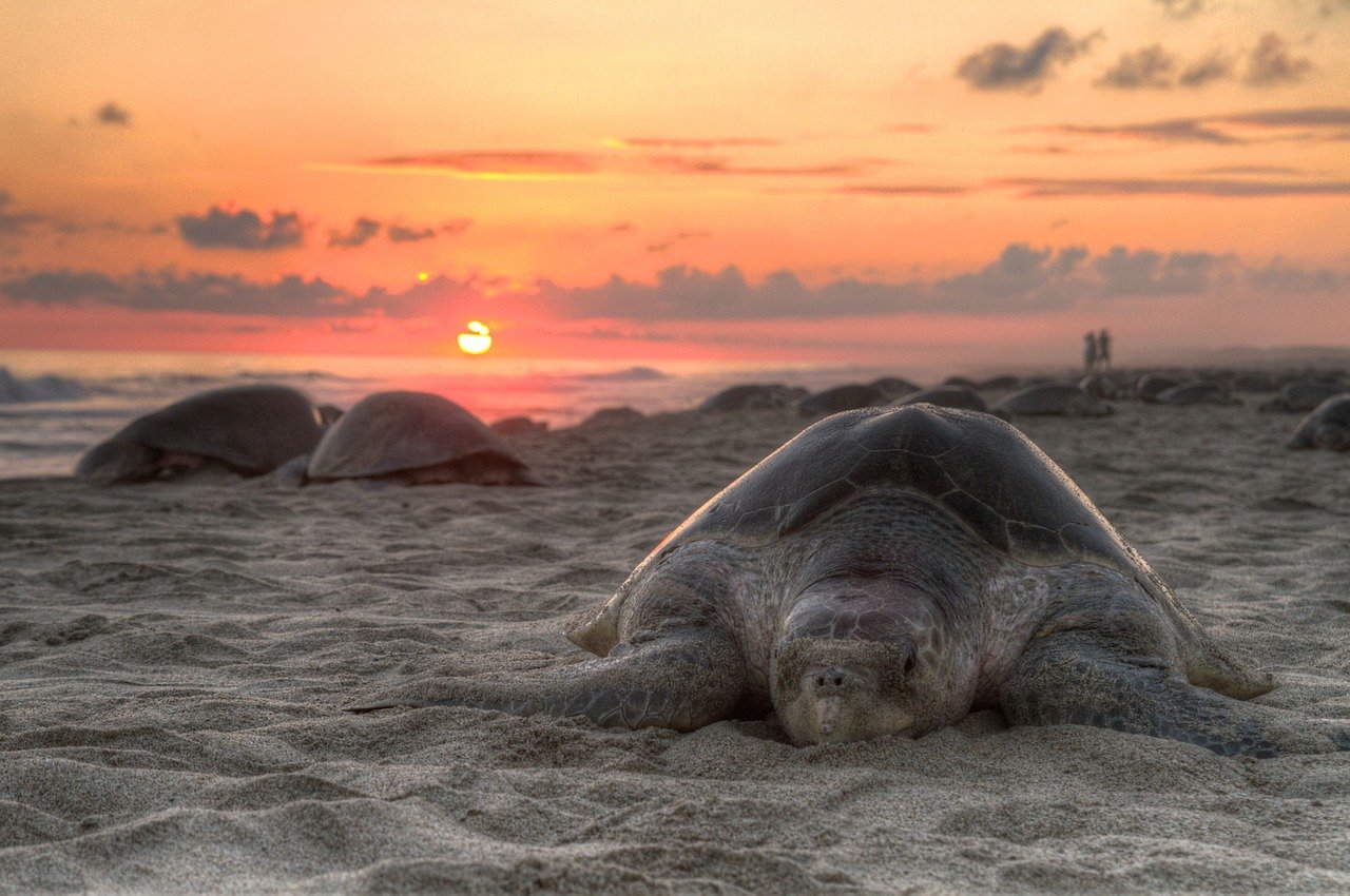 Better Research About Sea Turtles Can Help Gauge Ocean Plastic Pollution - Freediving in United Arab Emirates. Courses, Certificates and Equipment