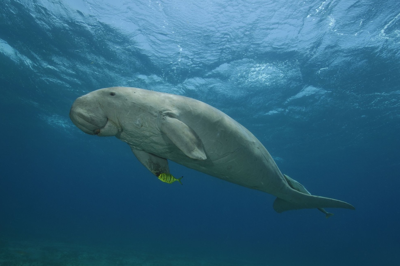 Dugong conservation in the UAE. Bu Tinah Island - Freediving in United Arab Emirates. Courses, Certificates and Equipment