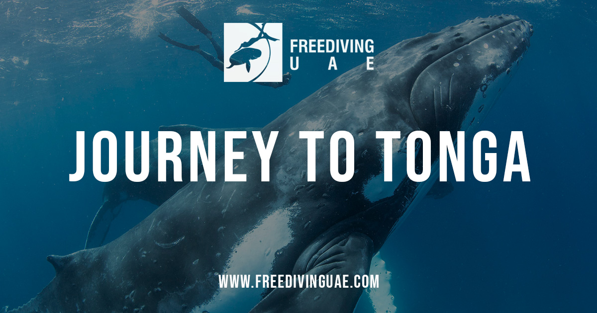 Journey to Tonga islands — swimming with humpback whales - Freediving in United Arab Emirates. Courses, Certificates and Equipment