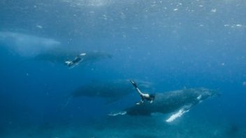 swimming-with-whales-5.jpg.optimal