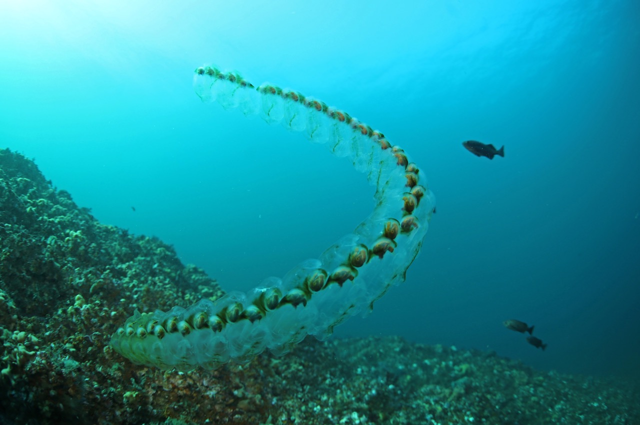 Salps — beautiful inhabitants of the deep sea - Freediving in United Arab Emirates. Courses, Certificates and Equipment