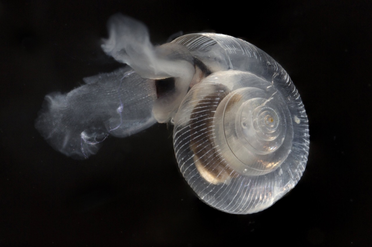 Sea butterflies — a unique and beautiful sea creature - Freediving in United Arab Emirates. Courses, Certificates and Equipment