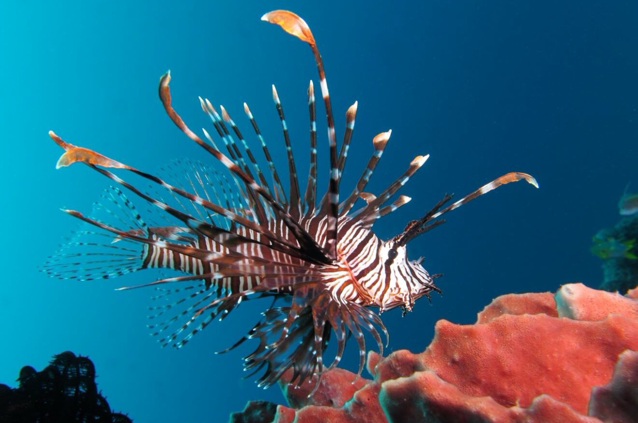 Lionfish – very beautiful and very dangerous sea creature - Freediving in United Arab Emirates. Courses, Certificates and Equipment