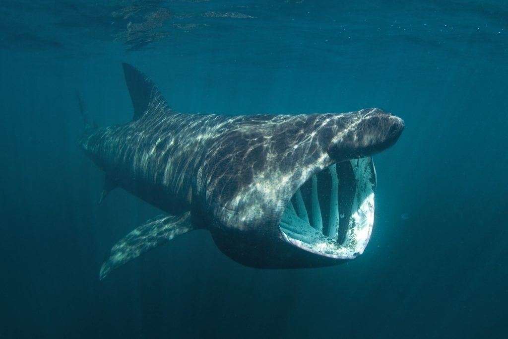 Basking shark - Freediving in United Arab Emirates. Courses, Certificates and Equipment