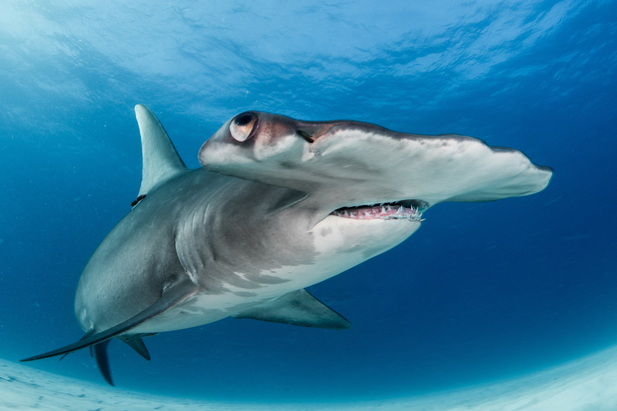 Great Hammerhead Shark - Freediving in United Arab Emirates. Courses, Certificates and Equipment