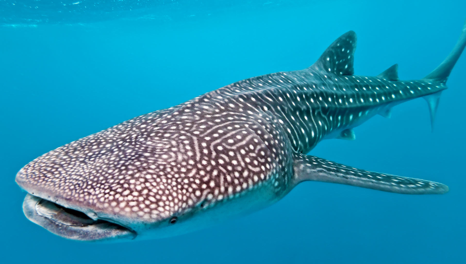 Whale shark - Freediving in United Arab Emirates. Courses, Certificates and Equipment