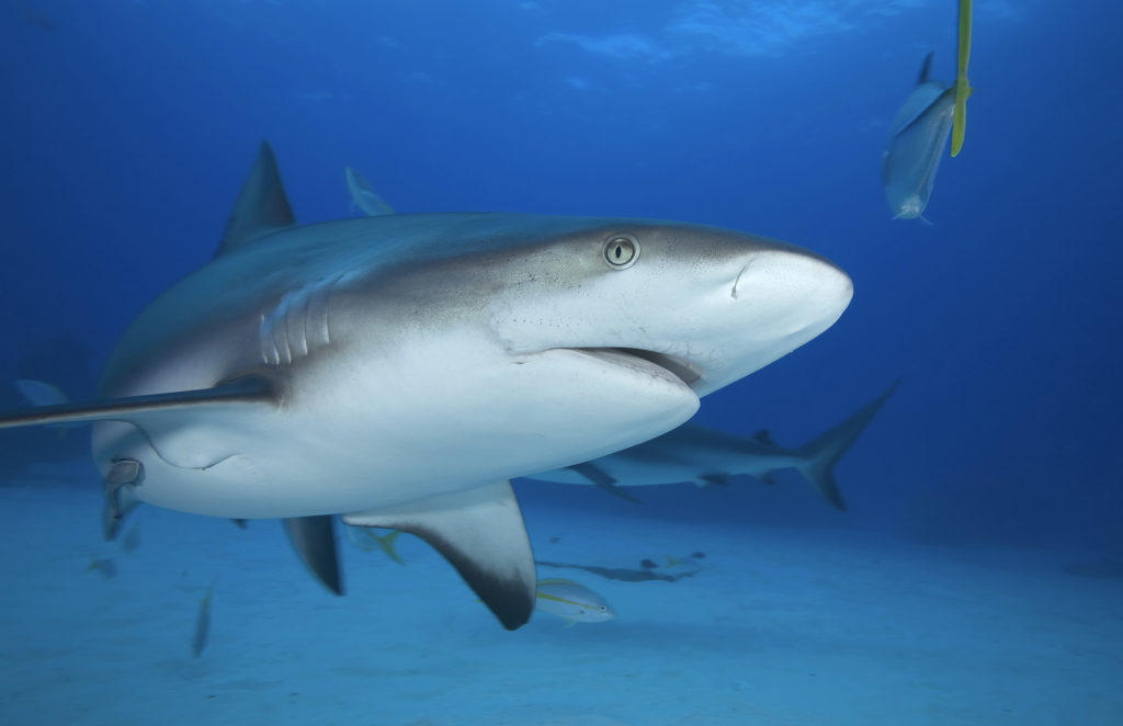 Grey Reef Shark - Freediving in United Arab Emirates. Courses, Certificates and Equipment