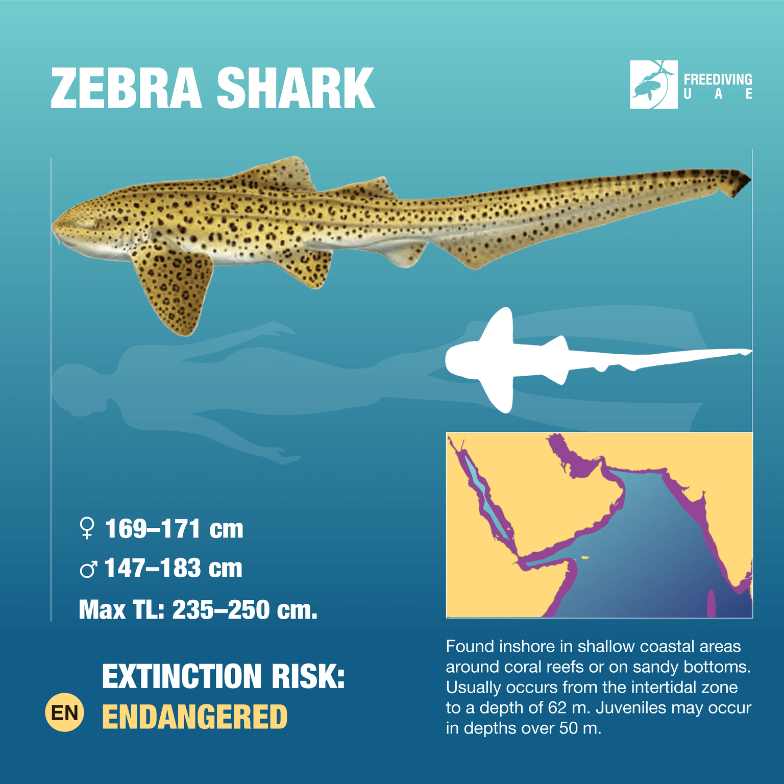 zebra shark length