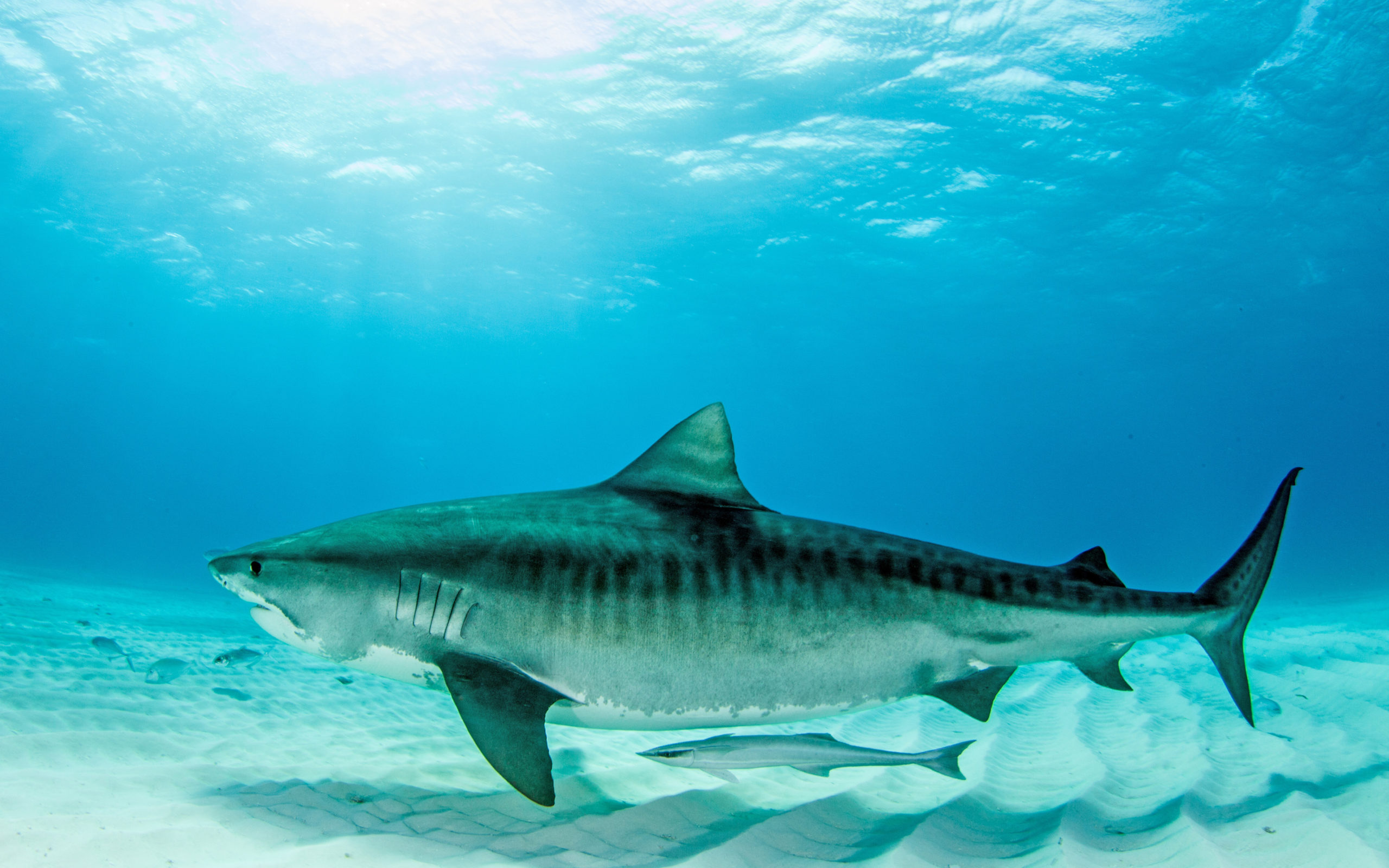 Tiger shark Freediving in United Arab Emirates. Courses, Certificates