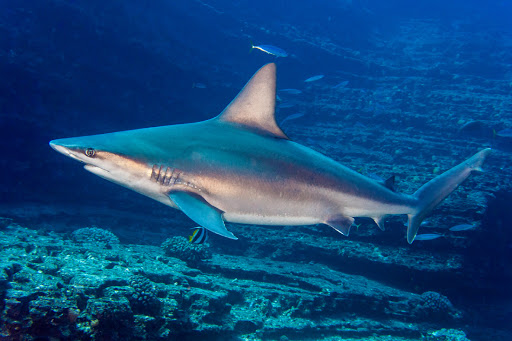 Sandbar Shark - Freediving in United Arab Emirates. Courses, Certificates and Equipment