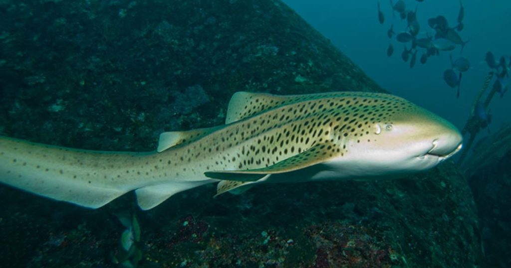 zebra shark asexual reproduction