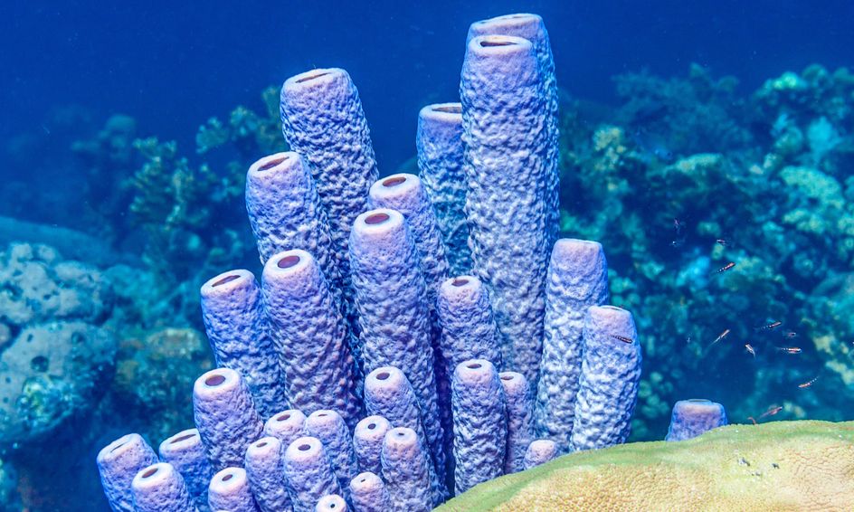 do sea sponges move?