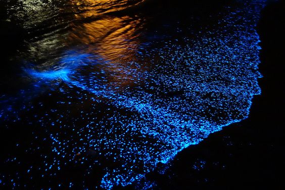 Bioluminescence on the East Coast: is it a miracle? - Freediving in United Arab Emirates. Courses, Certificates and Equipment