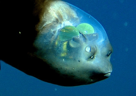 The fish with glass head: Barreleye fish - Freediving in United Arab  Emirates. Courses, Certificates and Equipment