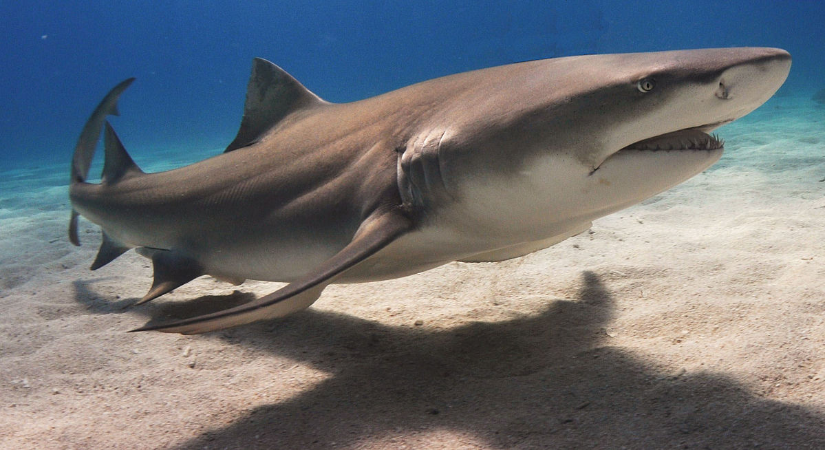 Sharptooth Lemon Shark - Freediving in United Arab Emirates. Courses, Certificates and Equipment