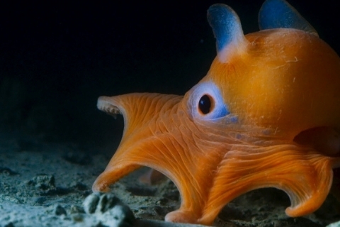 Dumbo octopus - Freediving in United Arab Emirates. Courses, Certificates and Equipment