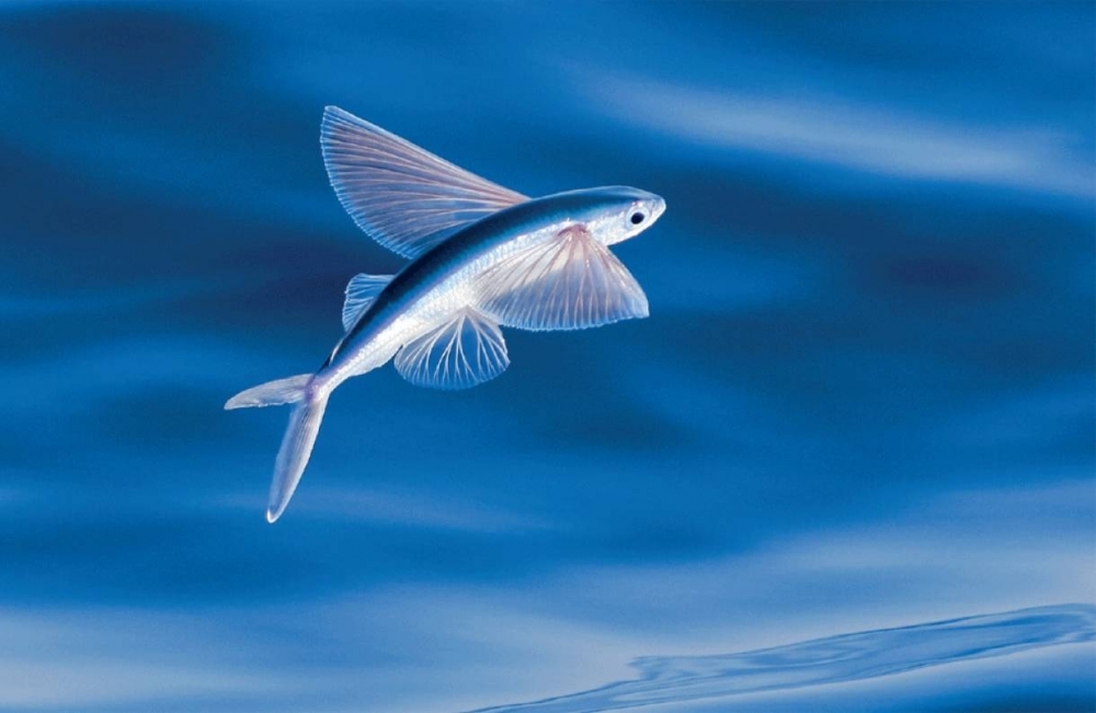 Do Flying Fish Actually Fly? A Moment Of Science Indiana Public Media