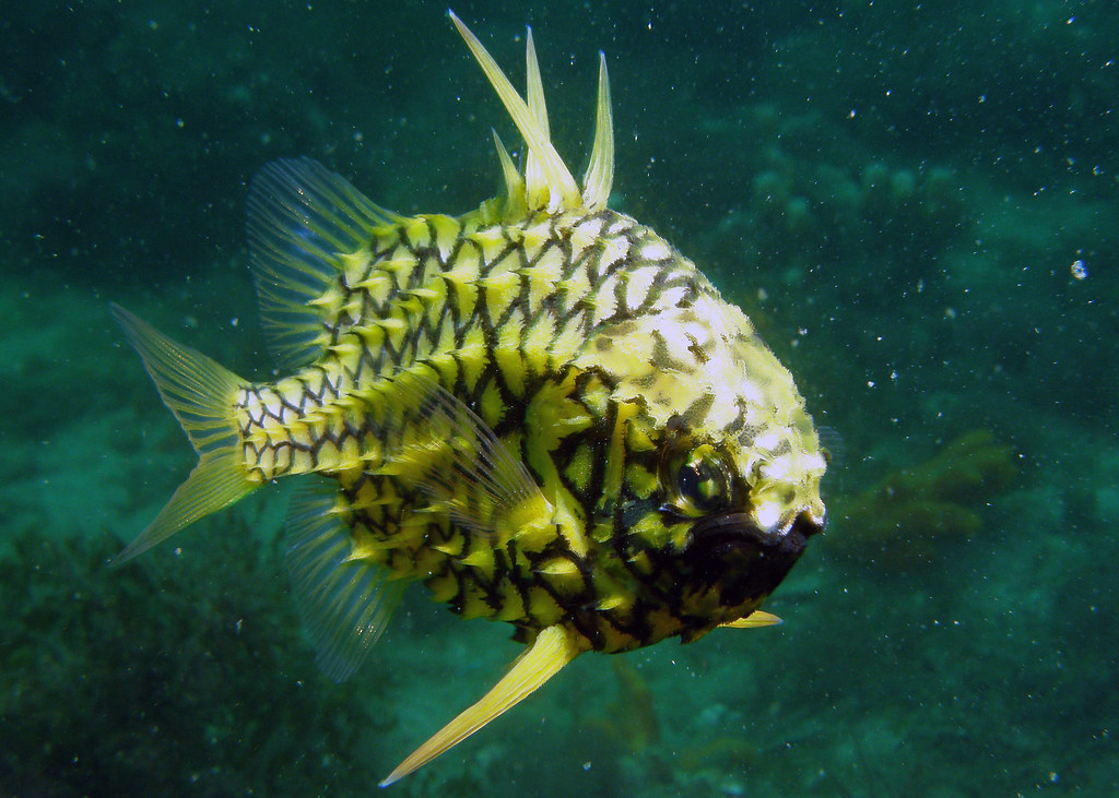 pineapple fish