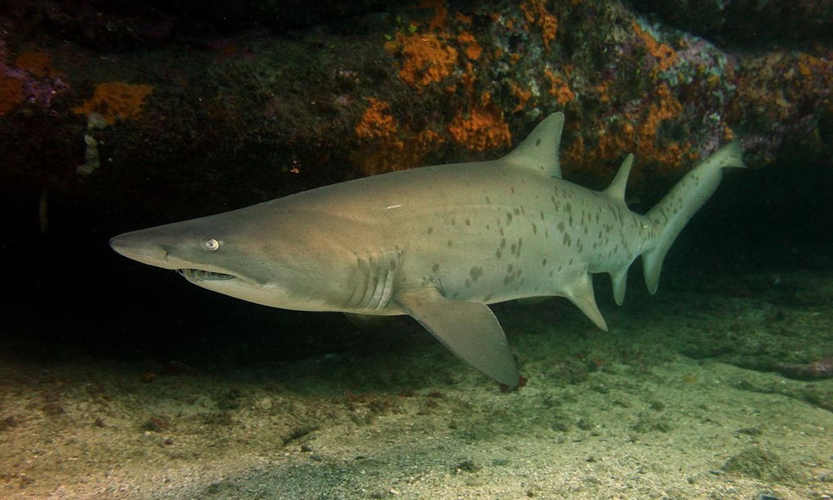 Sand Tiger Shark - Freediving in United Arab Emirates. Courses, Certificates and Equipment