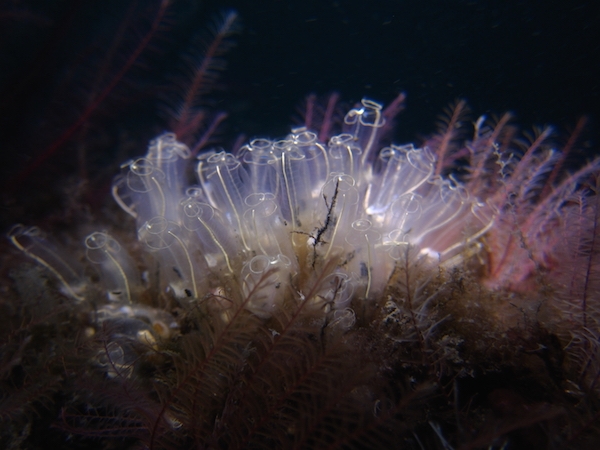 Translucent Sea Squirt - Freediving in United Arab Emirates. Courses, Certificates and Equipment