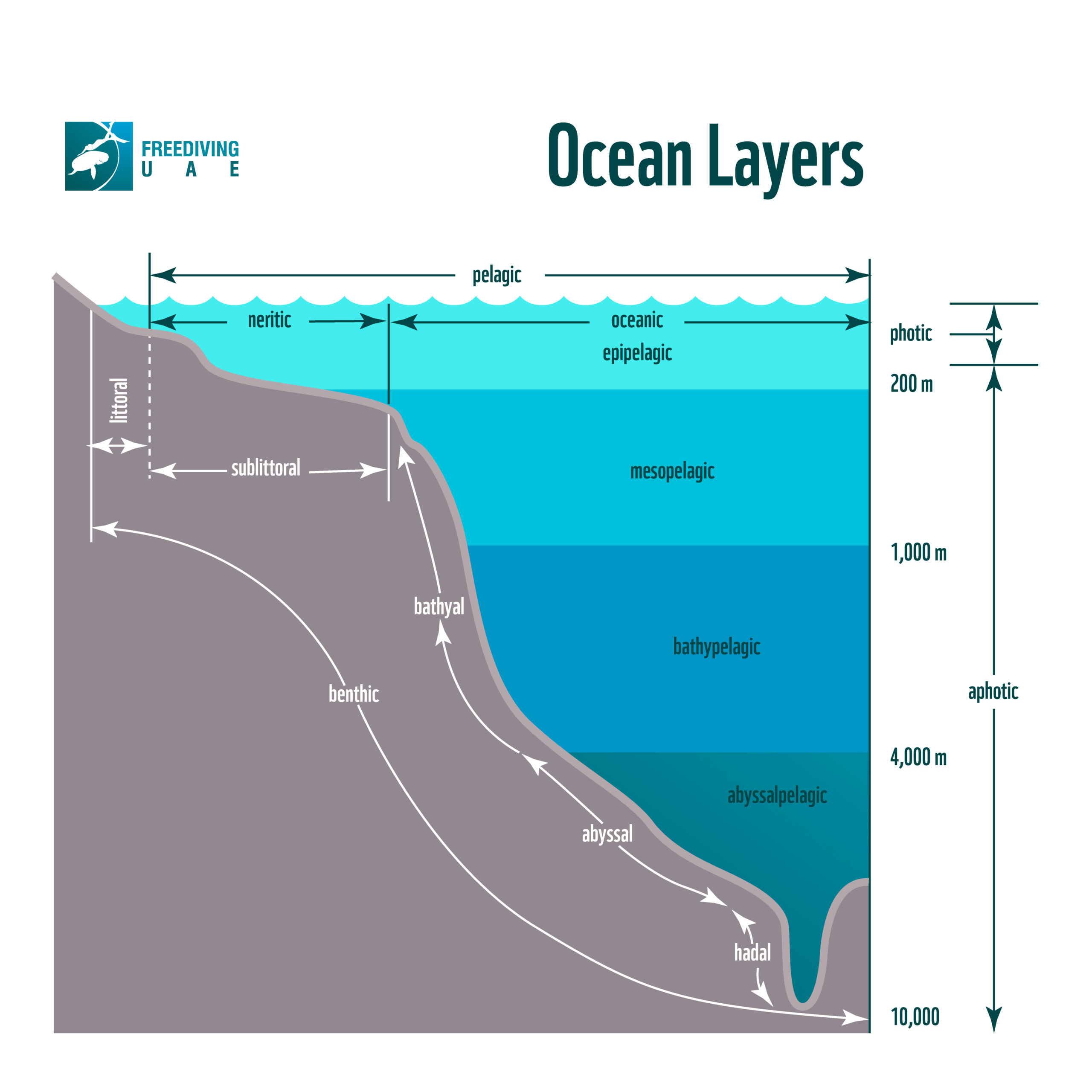 Layers of the Ocean - Freediving in United Arab Emirates. Courses, Certificates and Equipment