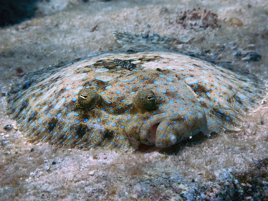 Peacock Flounder - Freediving in United Arab Emirates. Courses, Certificates and Equipment