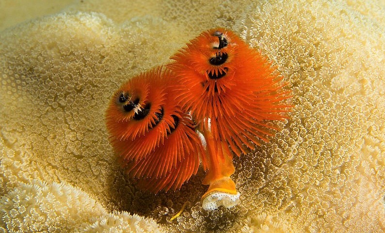 Christmas tree worm - Freediving in United Arab Emirates. Courses, Certificates and Equipment