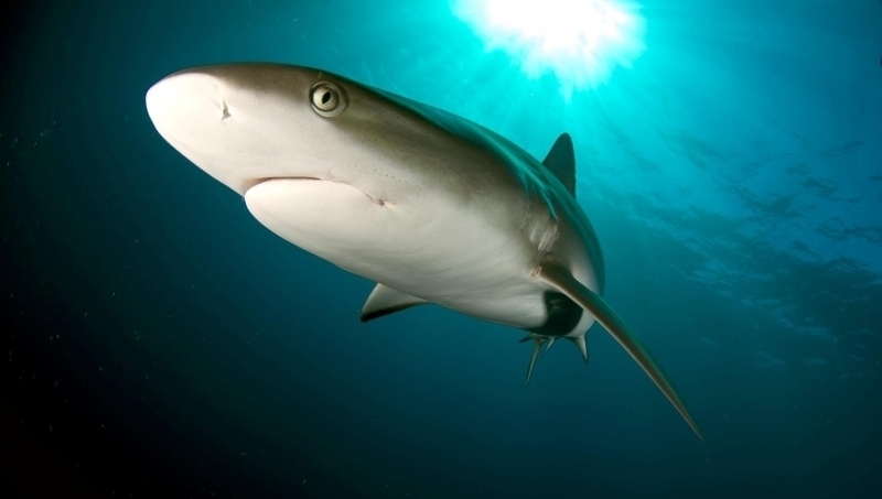 Silky Shark - Freediving in United Arab Emirates. Courses, Certificates and Equipment