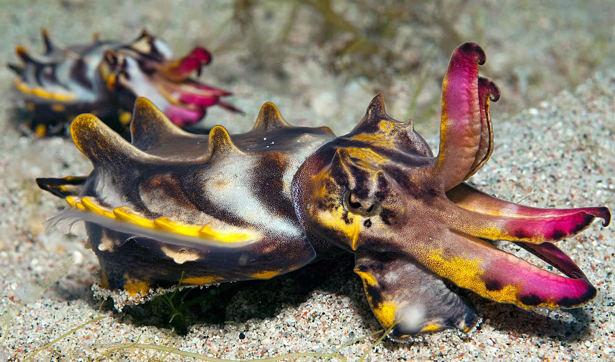 Flamboyant cuttlefish - Freediving in United Arab Emirates. Courses, Certificates and Equipment