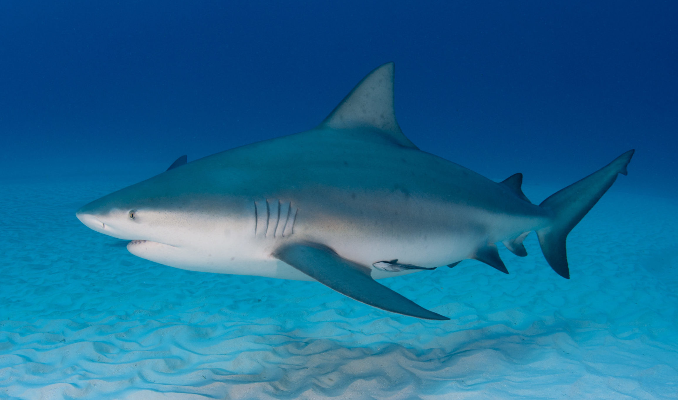 Bull shark - Freediving in United Arab Emirates. Courses, Certificates and Equipment